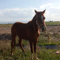 اسب