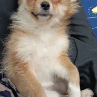 پانسیون و مهد حیوانات ماهی بزرگمهر