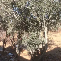 فروش-باغ