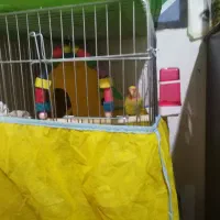 طوطی برزیلی رام رام با قفس و وسایل