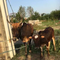گاووگوساله ماده چالوسی اصیل.    لیشه ورزا