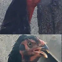 تخم مرغ نطفه دار لاری اوشامو