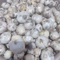 موسیر ایلاق تازه و درشت
