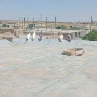 کفتر|پرنده|انابد, |دیوار