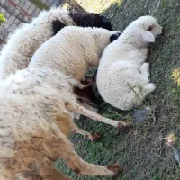 گوسفند و برنر
