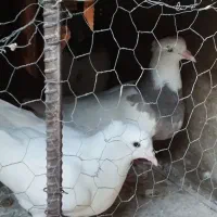 کبوتر|پرنده|مسجد سلیمان, |دیوار