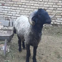 قوچ|حیوانات مزرعه|رونیز, |دیوار