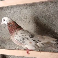۴ تا نر پرشی درجه یک