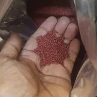 رنگدانه ماهی قرمز