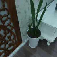 گل طبیعی