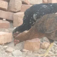 کبوتر