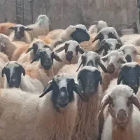 میش بره نقدی  معاوضه با سواری یا ایسوزو