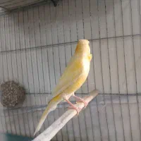 قناری نر قرص و شلاقی