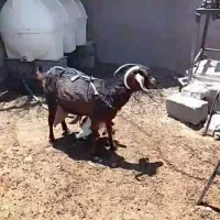 بز زاییده