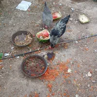 مرغ وخروس