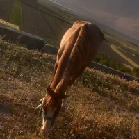 اسب