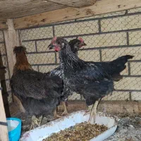 مرغ و خروس