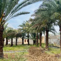 درخت نخل زیبا و قوی