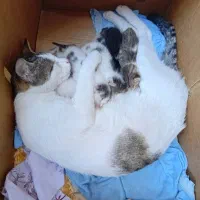 واگذاری گربه مادر و شش بچه