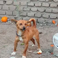 سگ برای فروش