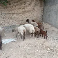 میش چاق بز چاق