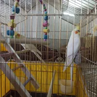 عروس هلندی سخن گو