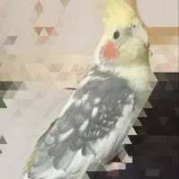 عروس هلندی گمشده در ایلام