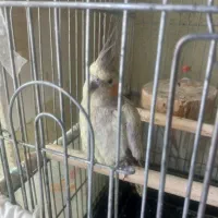 عروس هلندی ماده سالم