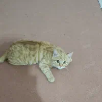 گربه گمشده با مژدگانی نقدی