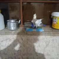 طوقی مامعله باسبزسنگی هرکی خاصت ندای بد