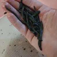 زالوی طبی گیرایی بالا
