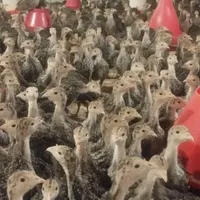 جوجه بوقلمون برنز وبوربون|حیوانات مزرعه|سقز, |دیوار