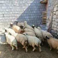8راس گوسفند /انجیره