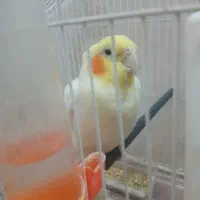یک عدد عروس هلندی نر سخنگو