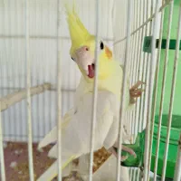 عروس هلندی معاوضه با کبوتر