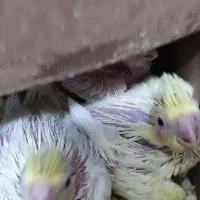 جفت عروس هلندی نرش سخنگو دستی