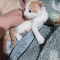 واگذاری گربه