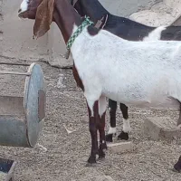 4راس شاه بز استثنایی