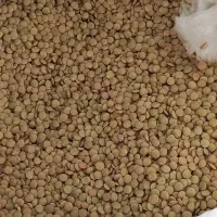 عدس پلویی