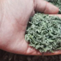 پونه تمیز مال باغ