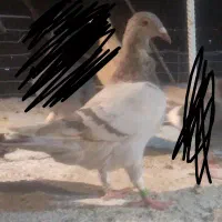 جوجه زرد المانی گم شده اگه کسی گرفته خبر بدهد