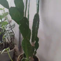 گل و گیاه|گل و گیاه طبیعی|قوچان, |دیوار