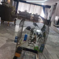 مرغ عشق