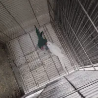 جفت راهب کار داده