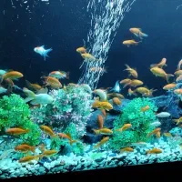 فروش ماهی گلدفیش