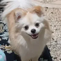 پامرانین ماده