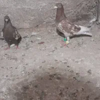کبوتر