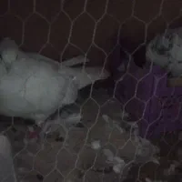 دوجفت کفتر سالم همراه تخم با یک جفت کن۳طبقه