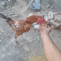 خروس دورگه