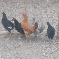 فروش اردک شمالی ومرغ خروس جوان